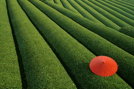 Tea Field - field, tea, japan