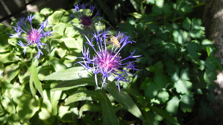 A Bee Hovering  - flower, bee, nature