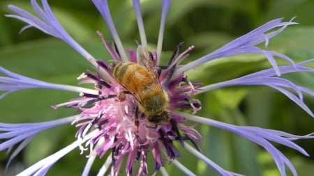 A Bee Close Up - flower, bee, nature