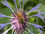 A Bee Close Up