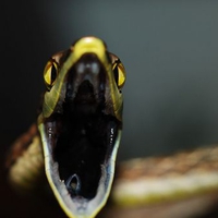 Brown Vine Snake