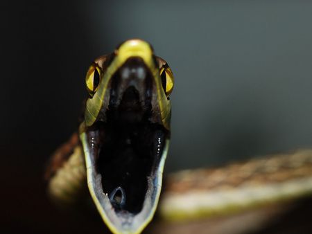 Brown Vine Snake - brown, snake, vine