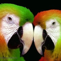 Macaws