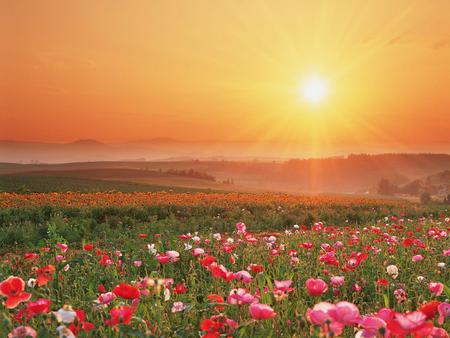 Sunset - sky, flowers, sunset, nature, sun