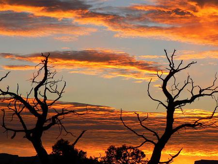 Sky - sky, trees, nature, sunset