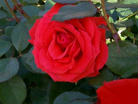 Roses - flower, roses, nature