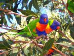 Lorikeets