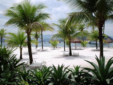 Beach - beach, sand, palm trees, nature