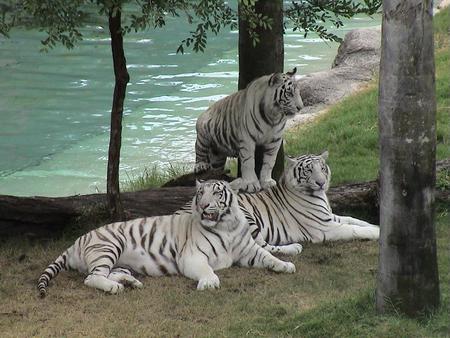 Tigers - trees, cats, water, animal, tigers