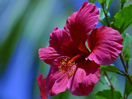 Flower - nature, iris, flower