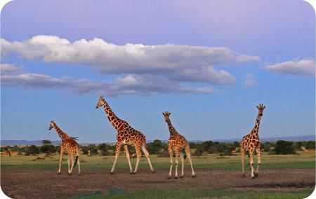 Giraffes - animal, sky, giraffes