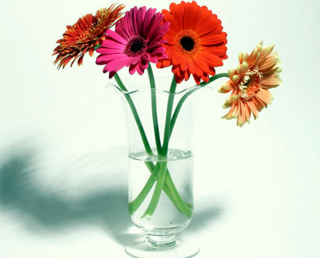 Gerberas For Fran - daisies, glass vase, gerberas, gerbera daisies, orange, pink, peach