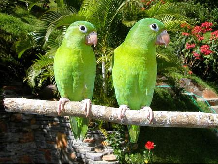 Parrots - parrots, animal, trees, birds