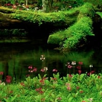 forest flowers