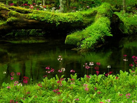 forest flowers - flowers, forest, emerald, green