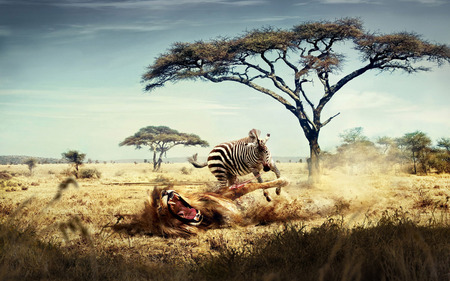 ZEBRA Atack The LION - nature, zebra, lion, tree, land