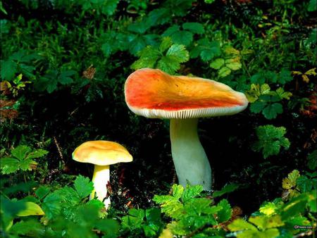 The Mushroom - mushrooms, colorful mushrooms, toadstools, colorful fungus