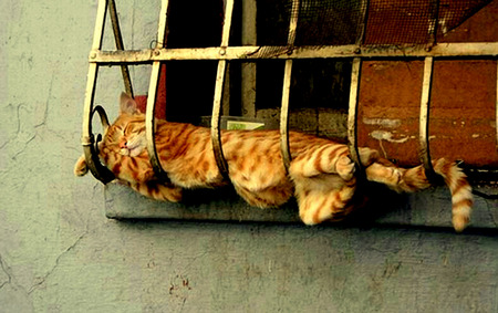 Peaceful Sleep - orange tiger cat, window grate, sleeping, window