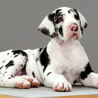 Adorable Puppy