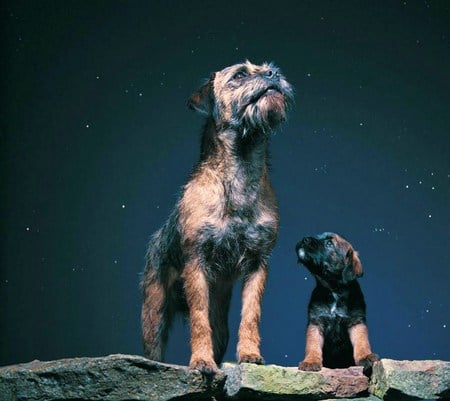 You're my hero - terriers, admire, looking, dog, proud, pup