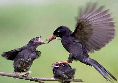 Feeding Time - feeding, birds