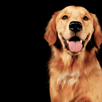 Happy Golden Retriever