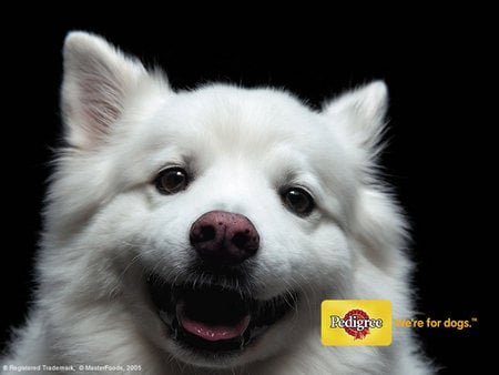 Will You Adopt Me? - fluffy, white, dogs, sad, cute, puppy, animals