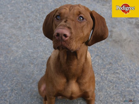 Pedigree Puppy - brown, puppy, dachshund, animals, dogs, pedigree