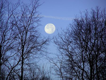 Blue sky - moon, trees, winter, blue, sky