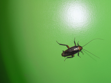 A bit of green - insect, green, cockroach, wall