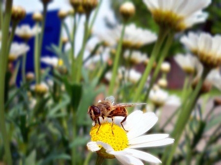 Spring is comming! - wasp, summer, bee, spring