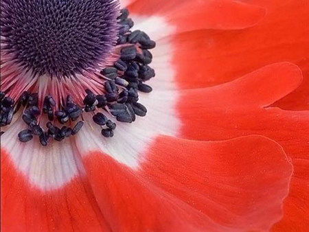 anemone - middle, macro, flower, red