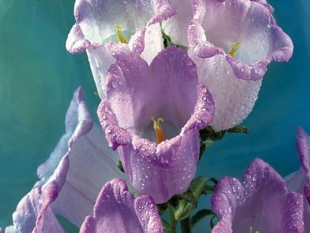 bells - bells, purple, dew, flower