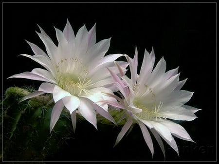 cactus - double, white, flower, pink