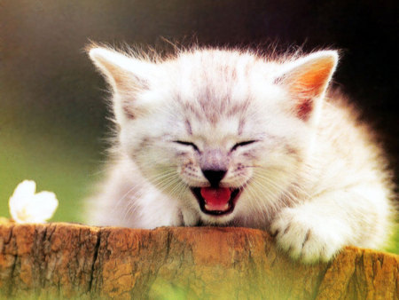 laughing cat - grey, laughing, cat, happy