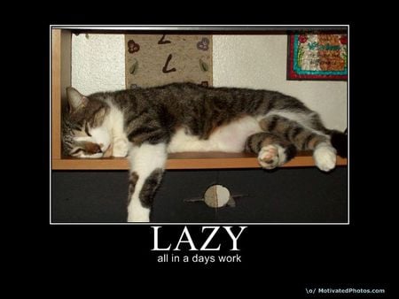 Lazy day - work, lazy, cats, day