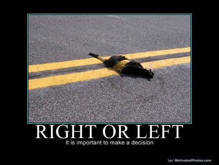 left or right - left, right, cat, road