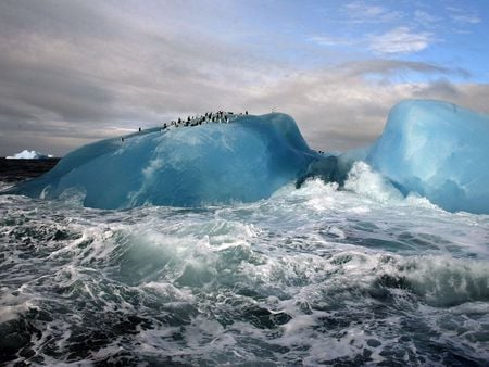 penguin waterslide