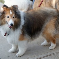 Sable Sheltie