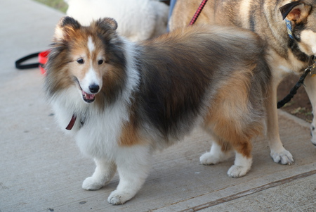 Sable Sheltie - dog, sheltie