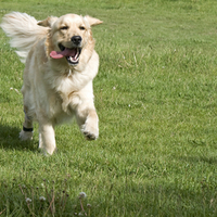 Running Retriever