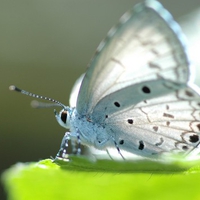 animals,green,butterflies