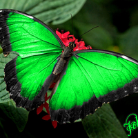 animals,green,butterflies