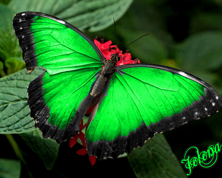 animals,green,butterflies - butterflies, animals, green