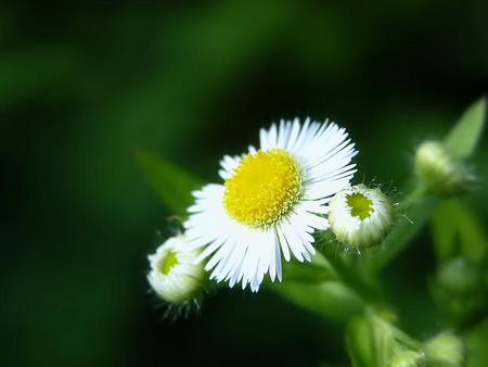 Floare - folare, alb cu galben