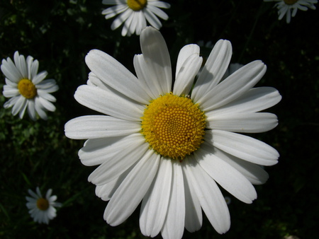 Golden Daisy - daisy, pretty, golden, flower