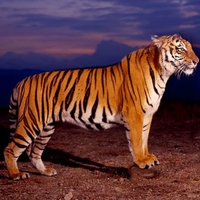 bengal tiger at sunset