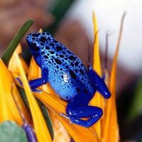 Blue Frog