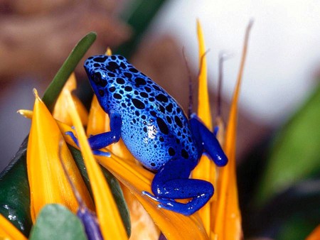 Blue Frog - frog, cool, picture, blue