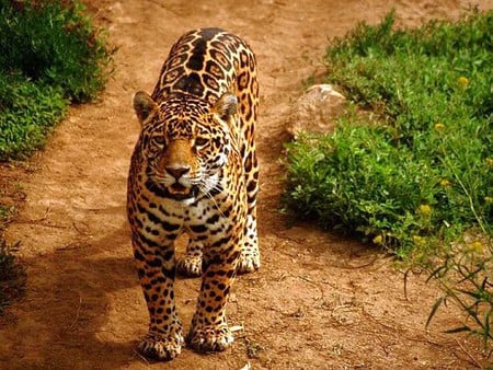 Leopard - leopard-closeup, picture